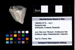 Foto (Objekt + Etikett) von Decapoda indet.  (NHMW-GEO-1990-0041-2710)